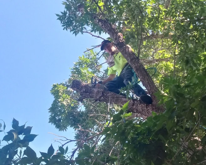 arborist on tree branch for trimming